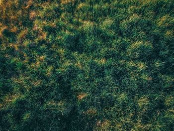 Full frame shot of plants on land