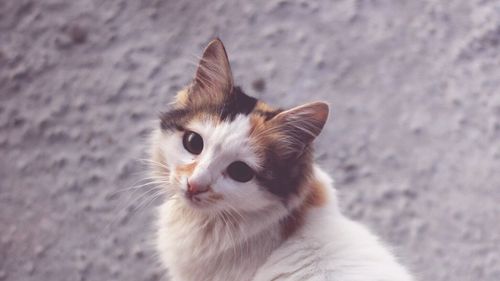 Close-up of cat