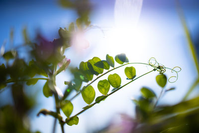 Low angle view of leaves on plant against bright sun