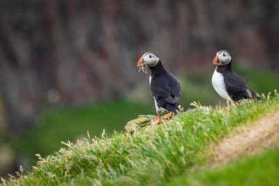 Birds perching on a land