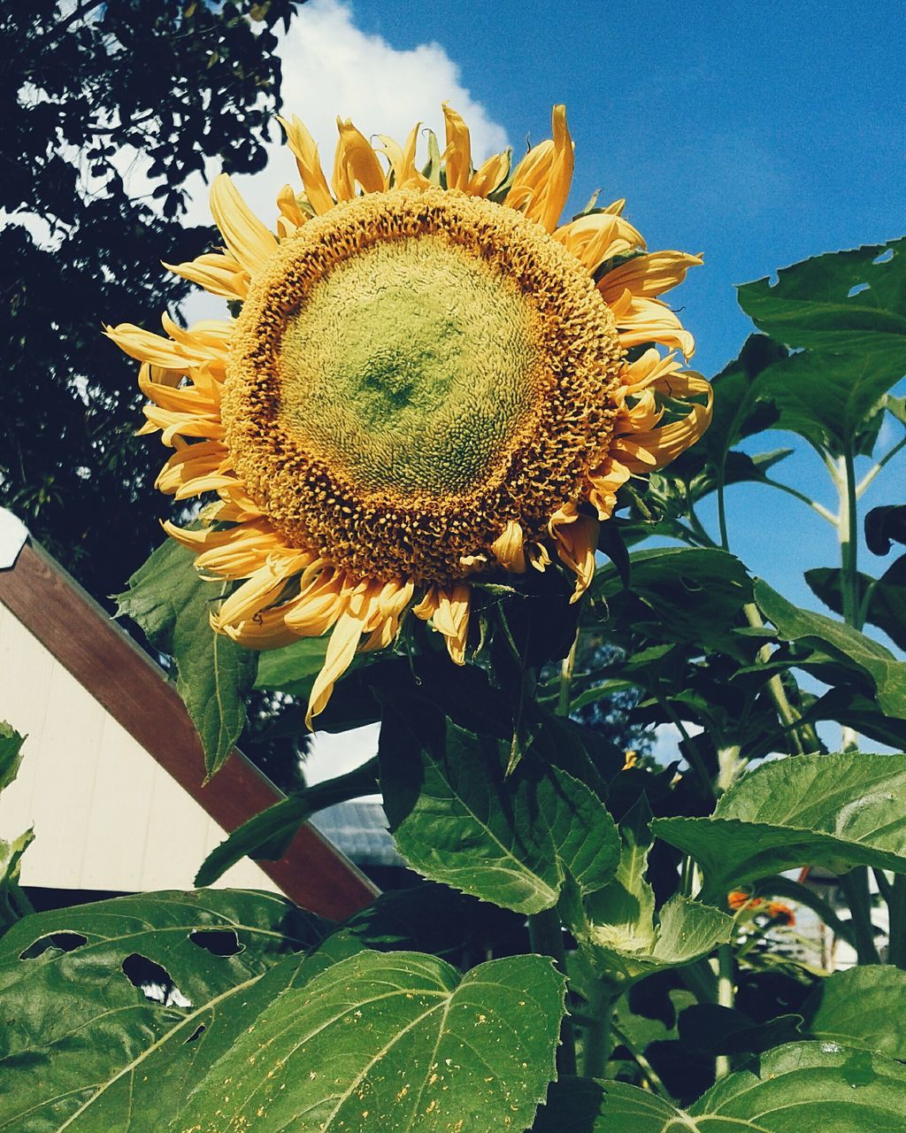 flower, freshness, growth, fragility, leaf, sunflower, flower head, beauty in nature, petal, plant, nature, yellow, clear sky, blooming, sunlight, green color, close-up, sky, in bloom, low angle view