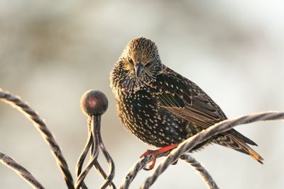 Close-up of starling perching on metal