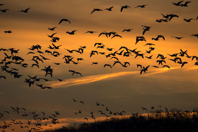 Low angle view of silhouette birds flying against sky during sunset