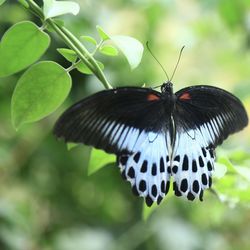 Close-up of butterfly on leaf