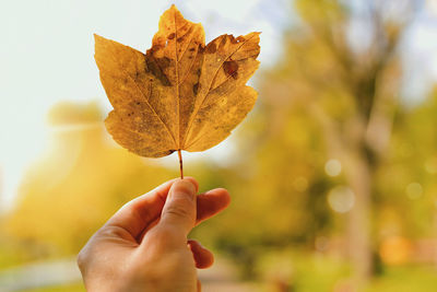 Close-up of hand holding maple leaves during autumn