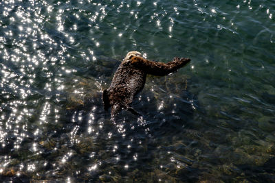 High angle view of bird swimming in sea