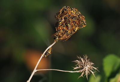 Close-up of butterfly on flower