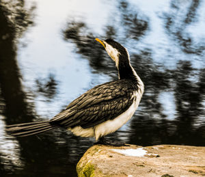 Bird perching on a lake