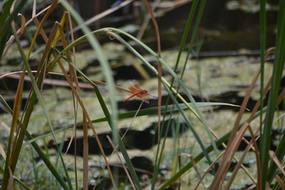 Close-up of insect on plant