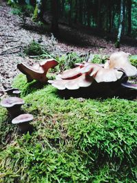 Close-up of lying down in forest