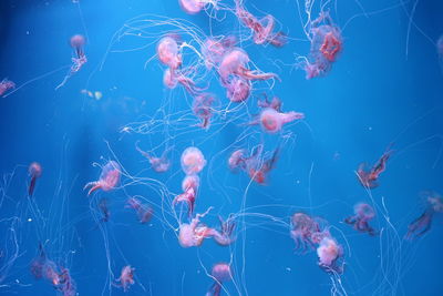 Jellyfish swimming in sea