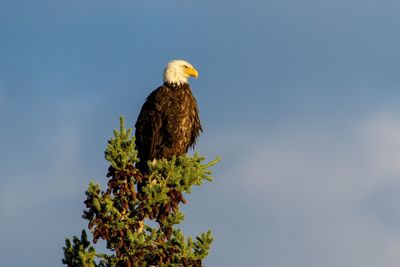 Low angle view of eagle perching on tree against sky