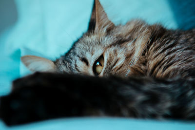 Close-up of cat resting