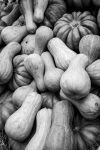 Background filled with different pumpkins. autumn outdoor decoration. black and white toned photo
