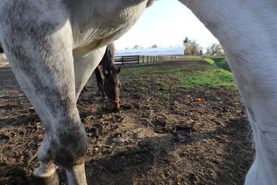 View of a horse on field