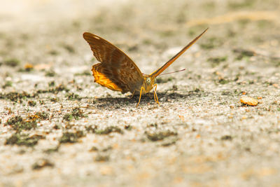 Butterfly on ground