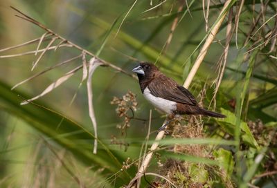 Close-up of bird perching on branch