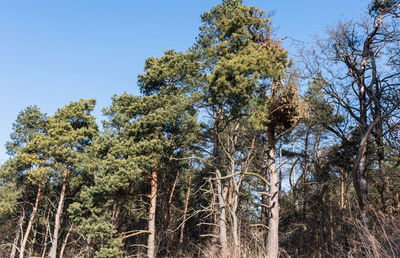 Low angle view of trees against sky