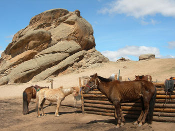 Horses on rock against sky