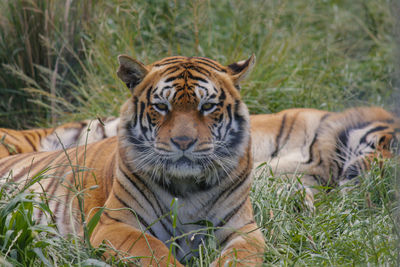 Portrait of tiger