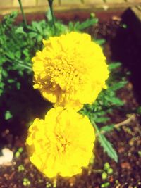 Close-up of yellow marigold blooming outdoors