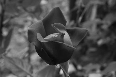 Close-up of flower blooming outdoors