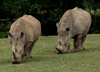Rhinoceros pair