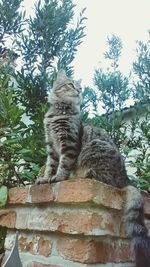 Low angle view of cat sitting on tree