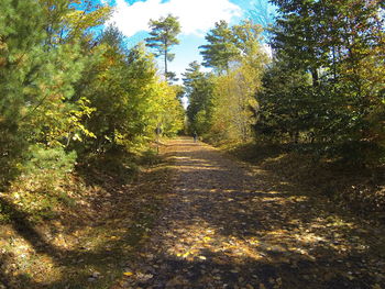 Dirt road amidst trees against sky