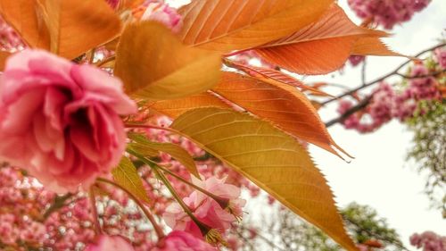 Close-up of pink flowers