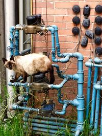 Cat by pipe against wall