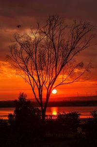 Silhouette of tree at sunset