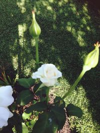 Close-up of white flowers