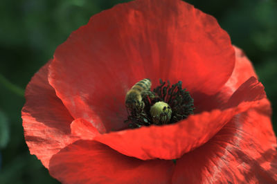 Close-up of red poppy flower