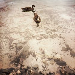 High angle view of bird in water