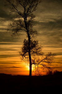 Silhouette of tree at sunset