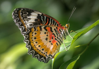 Close-up of butterfly on leaf