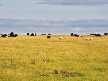 Sheep grazing in a field