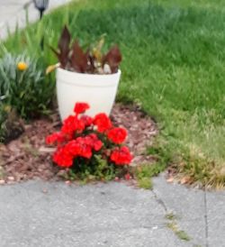 Close-up of red flower pot on potted plant