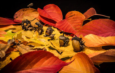 Close-up of butterfly on flower