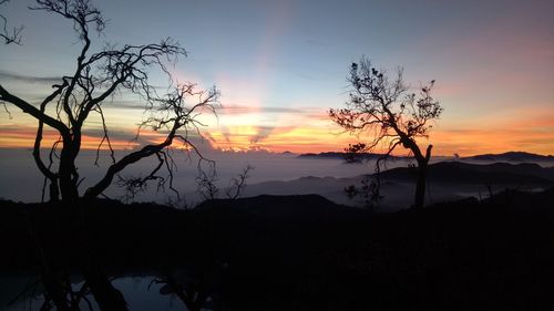 Silhouette trees against sky during sunset