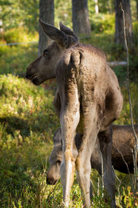 Close-up of giraffe