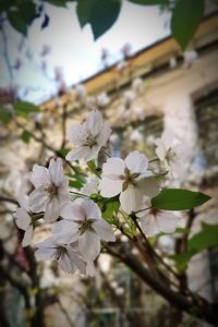 Close-up of flowers blooming outdoors