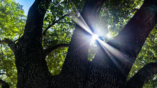 Low angle view of sunlight streaming through tree