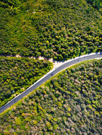 High angle view of road amidst trees in forest