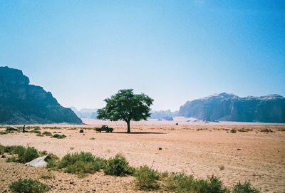 Tree growing on field against blue sky