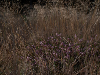Close-up of purple flowering plants on field