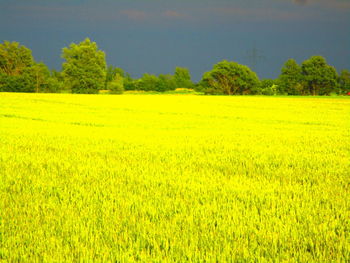 Scenic view of field against sky