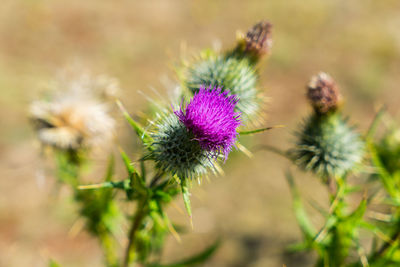 Close-up of purple thistle flower