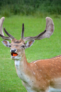 Close-up of deer on field